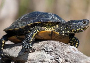 Het schildpaddendorp in Carnoules