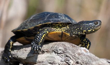 Het schildpaddendorp in Carnoules