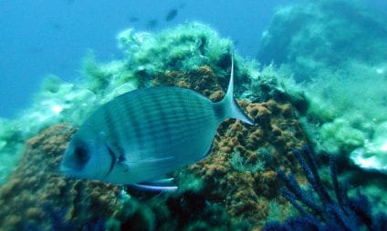 Snorkelen langs de zuidkust (Polynésie, Port Auguier)